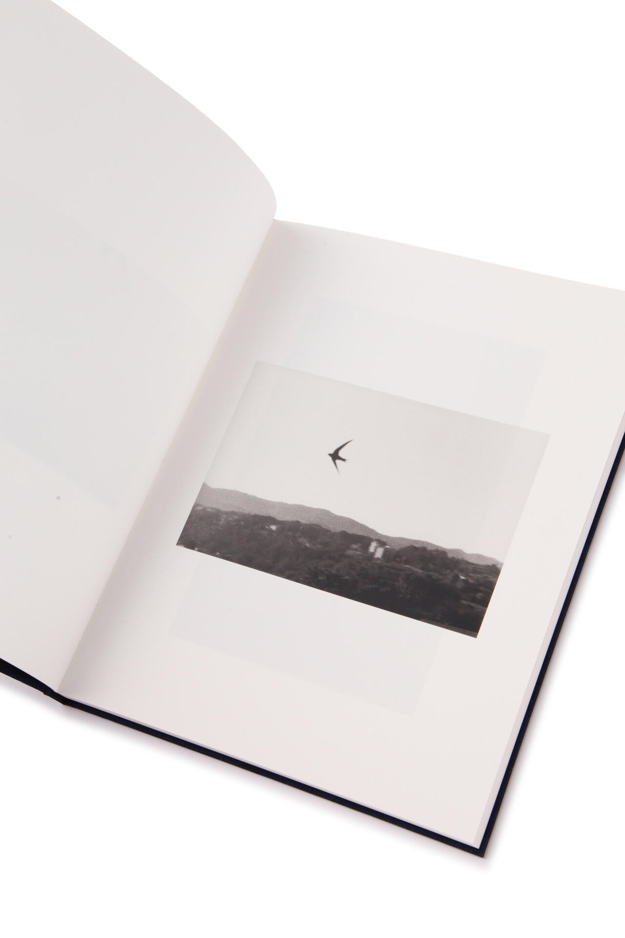 Des Oiseaux / Bernard Plossu